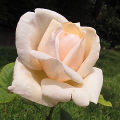 Gertrud-Kolmar-Rose